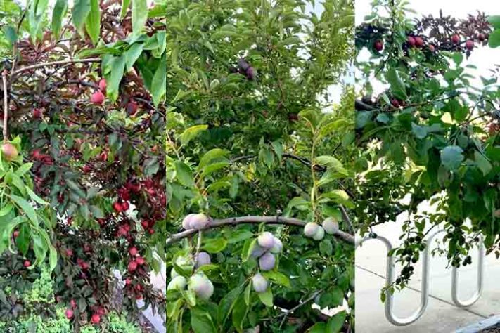 Pêssegos, ameixas e cerejas são algumas das frutas produzidas pela Árvore - Árvore de 40 Frutas - Divulgação