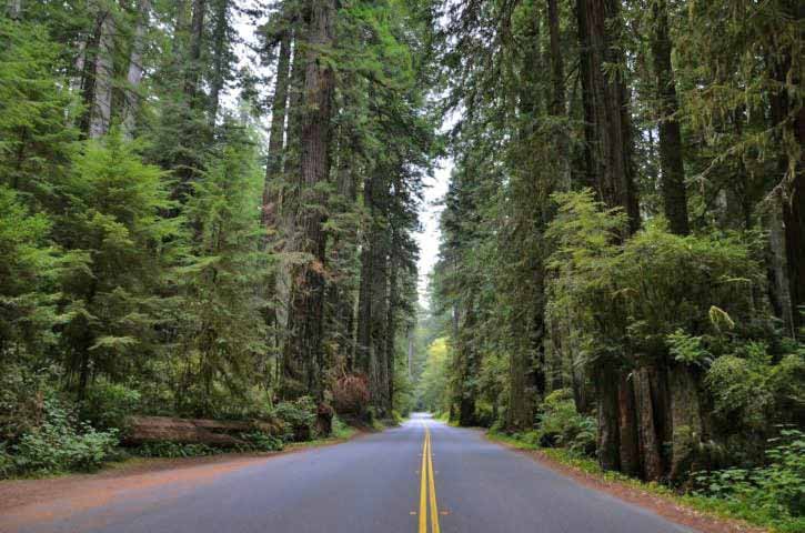 Para se ter uma ideia, só em 2019, foram desmatados cerca de 3 milhões de hectares de floresta no país, uma área equivalente ao estado de Maryland.