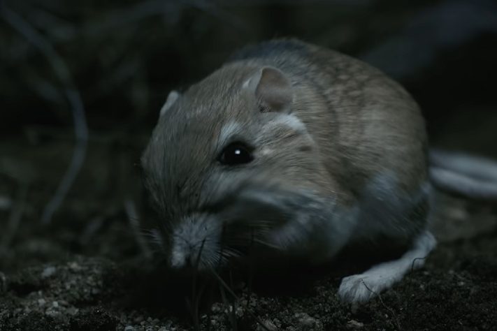 Rato-canguru (Dipodomys)