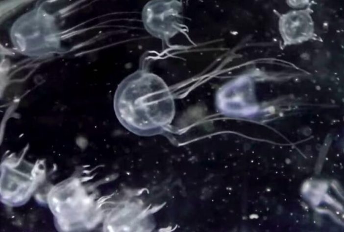 Tripedalia maipoensis - Cientistas descobrem nova espécie de água-viva com 24 olhos