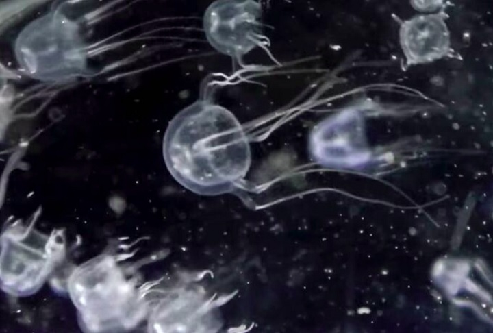 Com menos de 2,5 centímetros de tamanho, a espécie chama atenção por apresentar 24 olhos e uma agilidade impressionante.