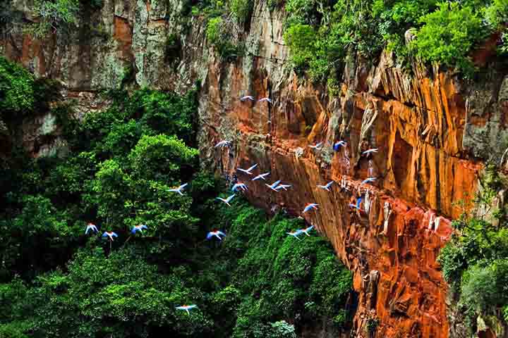 Dentro do buraco, existe uma grande variedade de animais silvestres. Um deles Ã© a arara-vermelha, que conta com uma populaÃ§Ã£o de 120 indivÃ­duos.