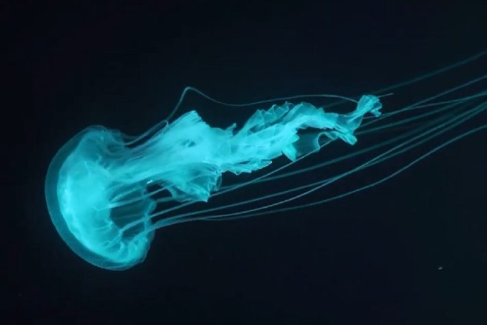 Tripedalia maipoensis - Cientistas descobrem nova espécie de água-viva com 24 olhos