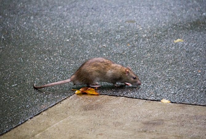 Por R$ 220: passeio em Nova York leva turistas para áreas infestadas de ratos