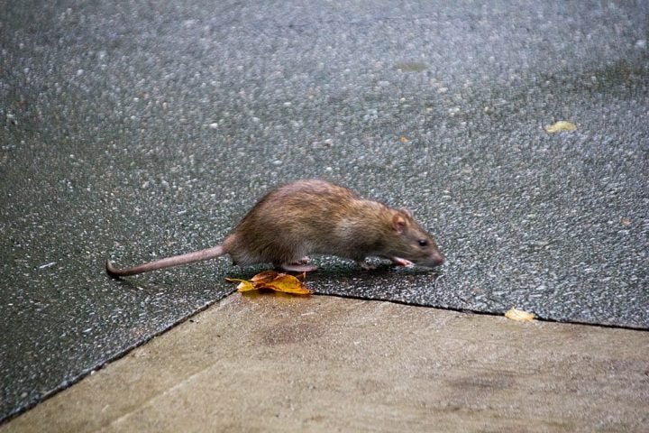 Ratos em Nova York