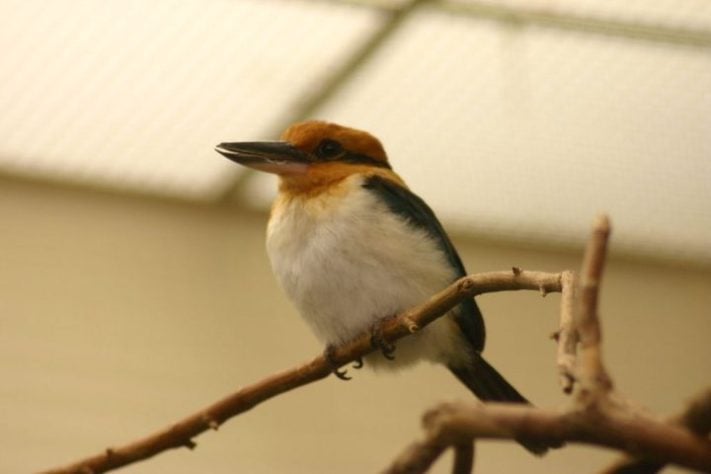 guarda-rios-de-Guam (Todiramphus cinnamominus) - pássaro dado como extinto voltou a se reproduzir em seu habitat natural