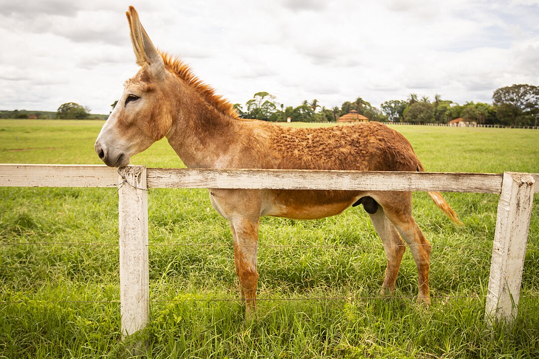 O motivo é o abate dos jumentos para uso do colágeno encontrado abaixo da pele do animal. 