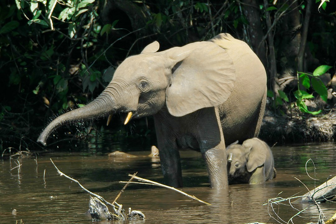 Esse termo é usado para se referir ao elefante-da-floresta-africana, cujo nome científico é Loxodonta cyclotis. Trata-se da menor dentre as três espécies de elefante existentes, medindo cerca de 2,25 metros de altura. 