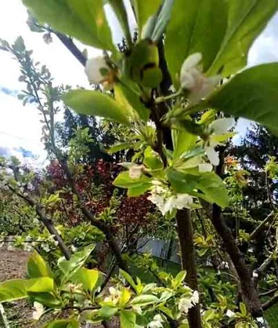 Árvore de 40 Frutas - Reprodução de vídeo G1