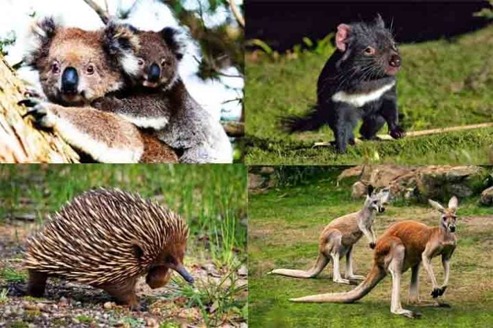 Além disso, quem cruza a Highway 1 tem a chance de avistar a fauna típica australiana - Maior estrada nacional do mundo - Divulgação