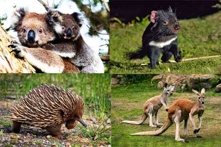 Além disso, quem cruza a Highway 1 tem a chance de avistar a fauna típica australiana, como cangurus, coalas e aves exóticas.