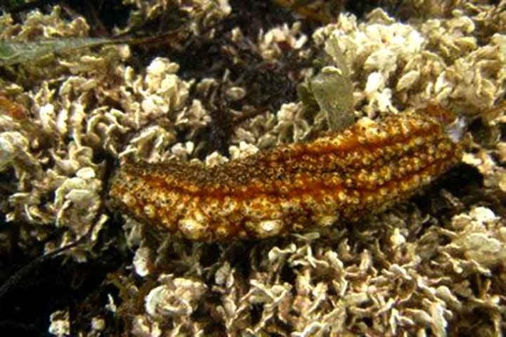 Pepino-do-mar 
