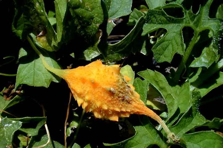 Melão de São Caetano