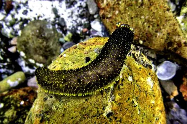 Pepino-do-mar