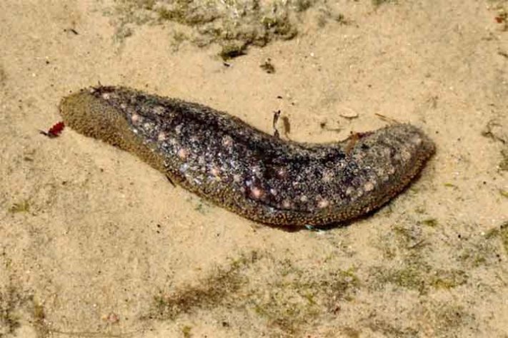 Pepino-do-mar