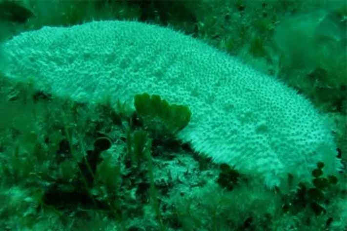 Pepino-do-mar