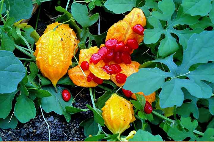 Uma planta medicinal também indicada para complementar o tratamento de alguns problemas de pele, como picada de inseto, feridas ou eczema, que é uma inflamação na pele