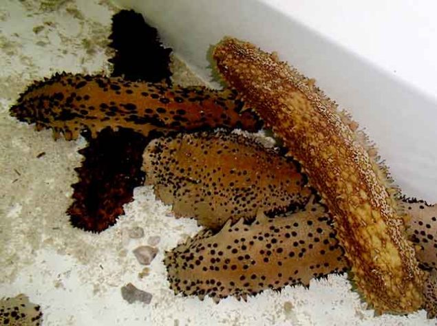 Pepino-do-mar