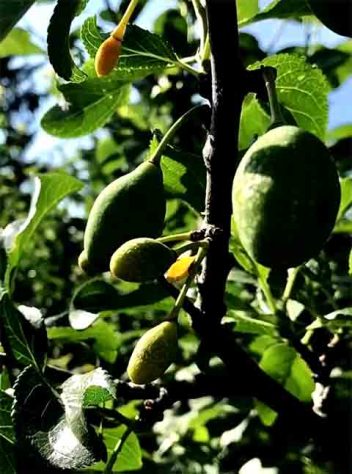 Árvore de 40 Frutas - Reprodução de vídeo G1