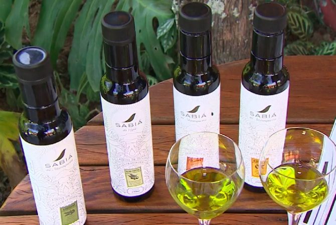 Conheça o azeite brasileiro que recebeu nota inédita em guia italiano