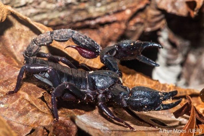 Escorpião da Amazônia (Brotheas amazonicus)