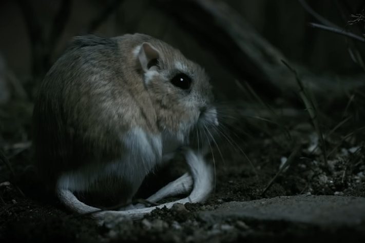Rato-canguru (Dipodomys)