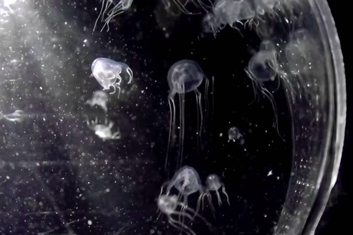 Diferente de outras águas-vivas, ela se movimenta impulsionada por estruturas semelhantes a remos.