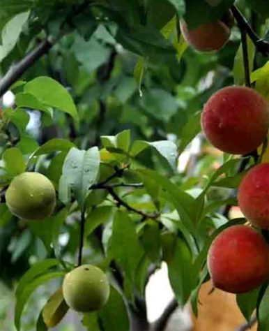Árvore de 40 Frutas - Reprodução de vídeo G1