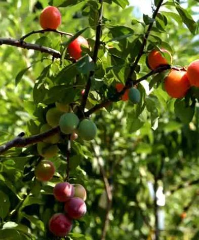 Árvore de 40 Frutas - Reprodução de vídeo G1