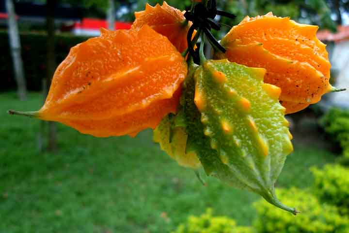 Seu fruto se abre em três válvulas e no seu interior existem sementes achatadas vermelhas envolvidas por uma polpa doce e comestível. As demais partes do fruto possuem um sabor mais amargo.