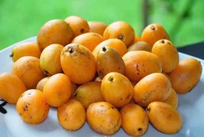 Cajá-manga reduz inflamações, aumenta saciedade e se adapta ao clima