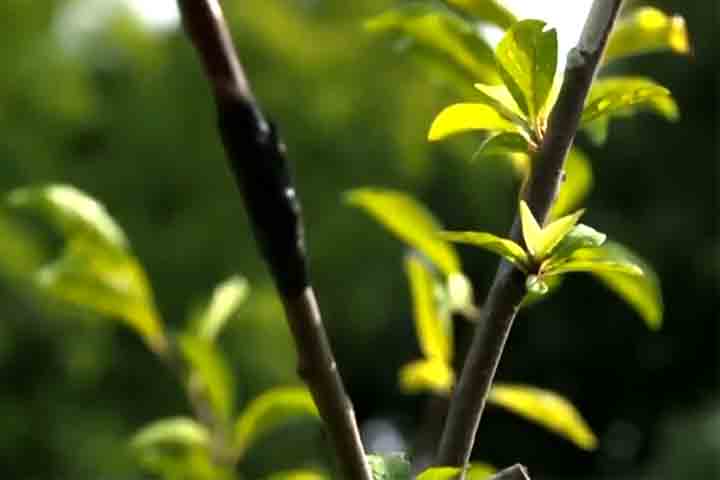 Especialistas explicam que, embora a enxertia seja comum na agricultura, criar uma Ã¡rvore com tantas frutas Ã© um processo lento e pouco viÃ¡vel comercialmente. 