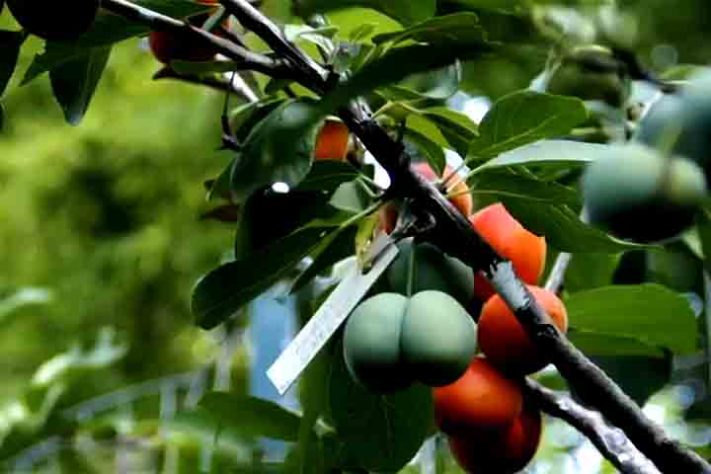 Árvore de 40 Frutas - Reprodução de Youtube