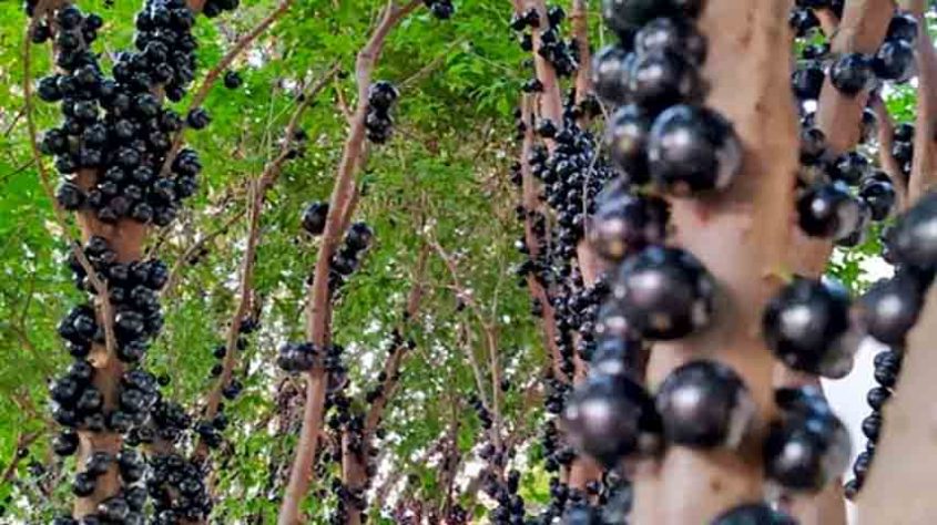 Jabuticabeira encantadora  