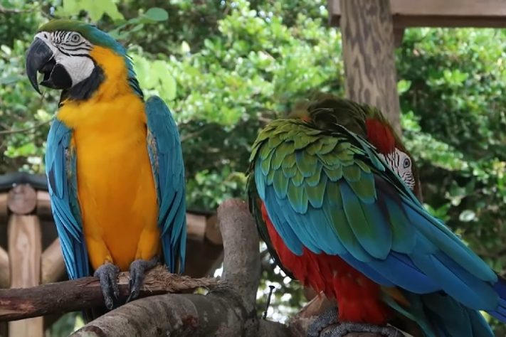 Gatorland, Orlando - Flórida