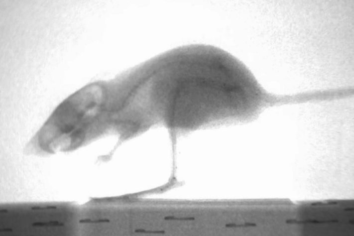Rato-canguru (Dipodomys)
