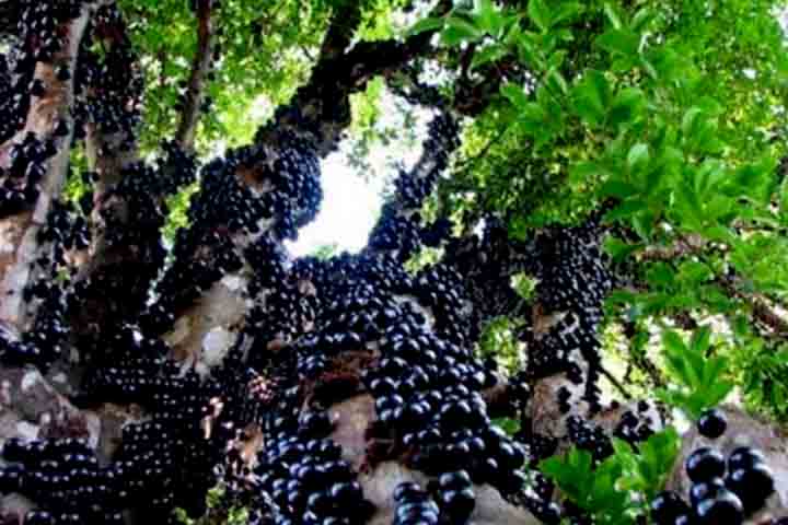Além do valor ambiental, a praça é palco de eventos culturais e atividades ao ar livre, reunindo moradores em momentos de lazer e confraternização.