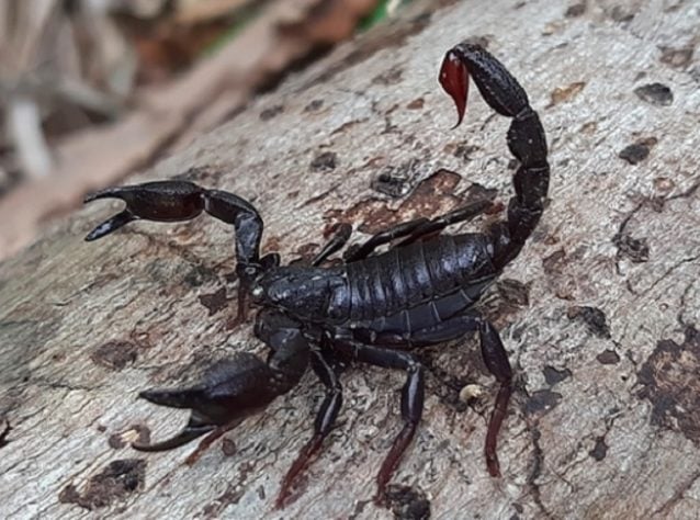 Escorpião da Amazônia (Brotheas amazonicus)
