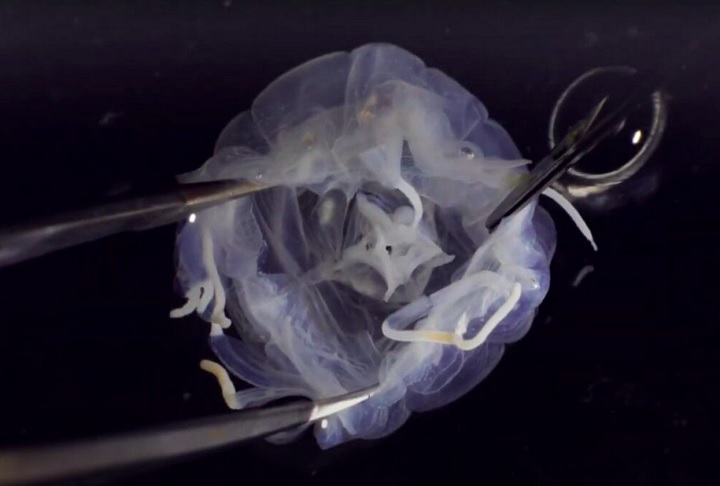 O achado foi resultado de um trabalho sistemÃ¡tico realizado ao longo de trÃªs anos em tanques de camarÃµes de Ã¡gua salobra da regiÃ£o. 