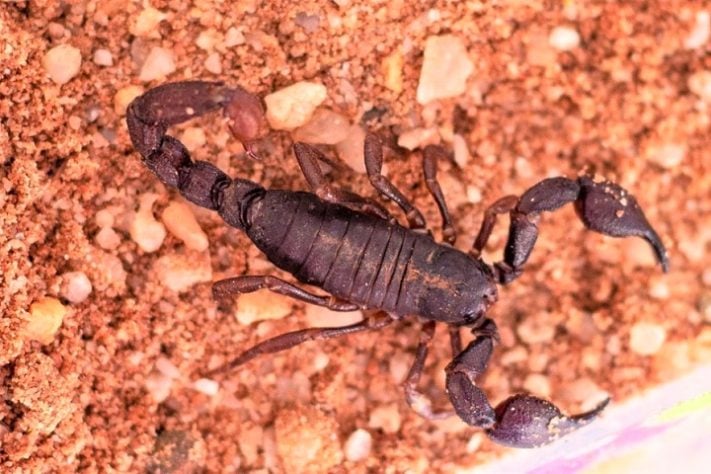 Escorpião da Amazônia (Brotheas amazonicus)