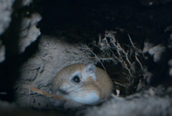 Rato-canguru (Dipodomys)