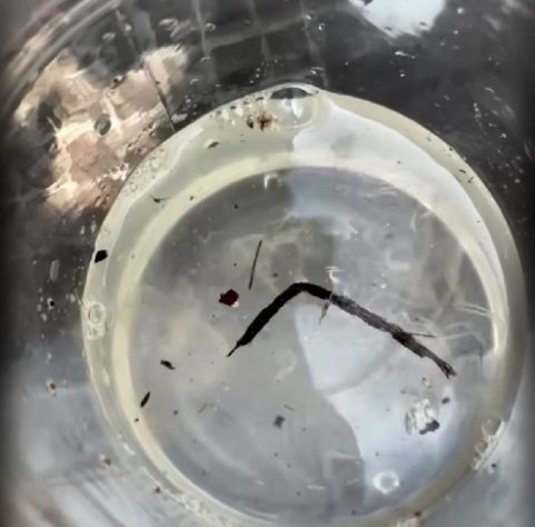 Tripedalia maipoensis - Cientistas descobrem nova espécie de água-viva com 24 olhos