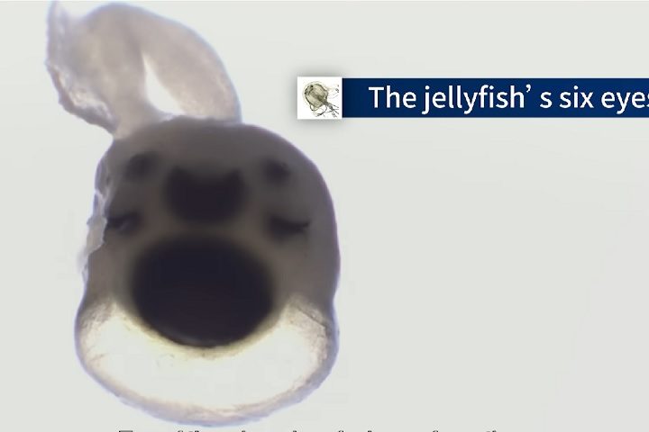 A anatomia ocular da espécie é bastante curiosa: os 24 olhos são organizados em seis grupos distintos, sendo dois maiores e quatro menores em cada conjunto.