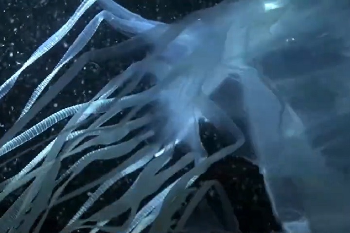 O diferencial, no entanto, está nas bases desses tentáculos, onde se localizam os “pedais” responsáveis por sua propulsão.