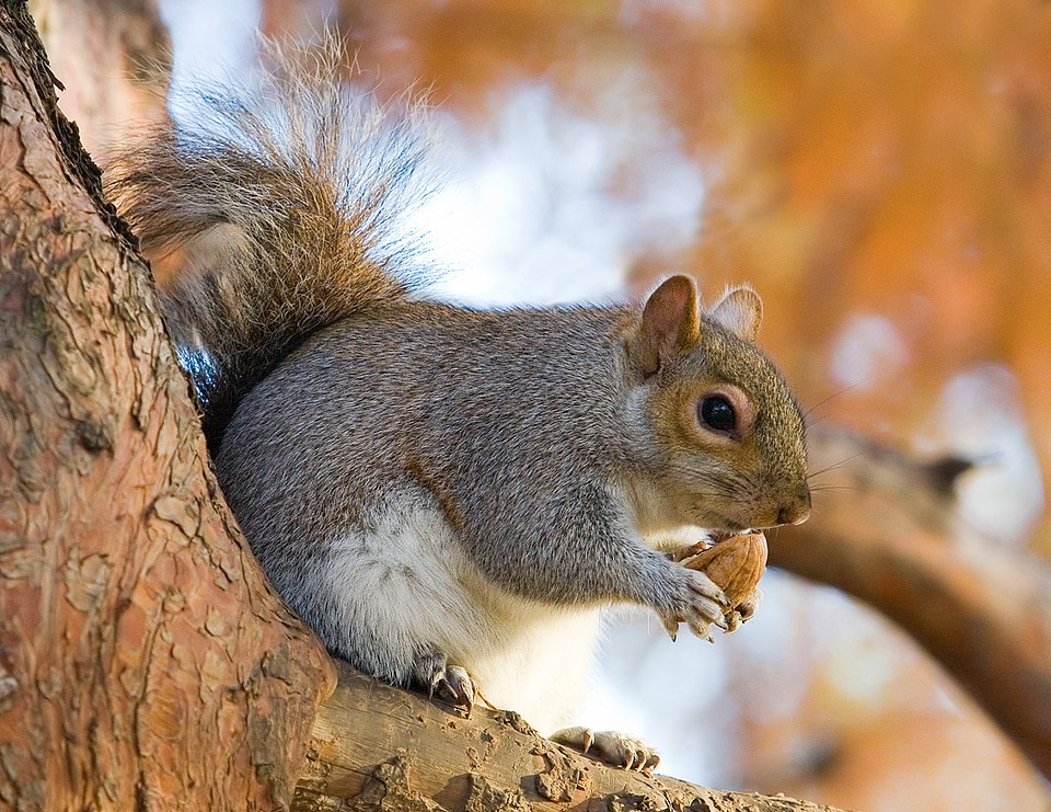 A espécie mais comum na América do Norte é o esquilo-cinzento (Sciurus carolinensis), que se adaptou bem a ambientes urbanos. Ele é ágil, curioso e conhecido por armazenar nozes e sementes para o inverno.