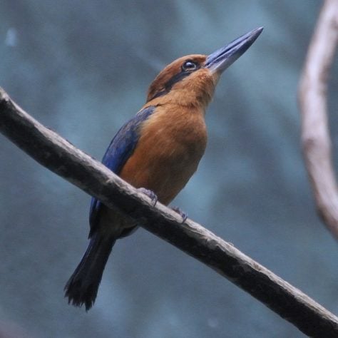 guarda-rios-de-Guam (Todiramphus cinnamominus) - pássaro dado como extinto voltou a se reproduzir em seu habitat natural
