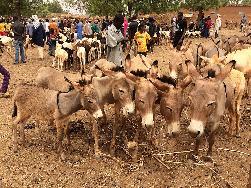 Segundo Pierre, o jumento já não existe mais em certas partes da África, como no Egito, por exemplo. E está em risco de extinção em vários países. 
