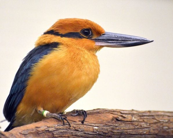 guarda-rios-de-Guam (Todiramphus cinnamominus) - pássaro dado como extinto voltou a se reproduzir em seu habitat natural