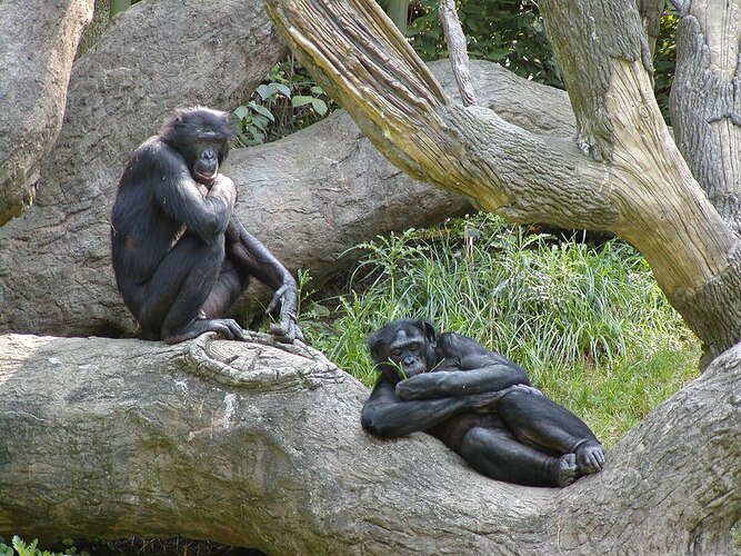 Bonobos- São primatas semelhantes aos chimpanzés, que vivem cerca de 40 anos, pesam até 60 kg e têm a gestação de cerca de 240 dias.