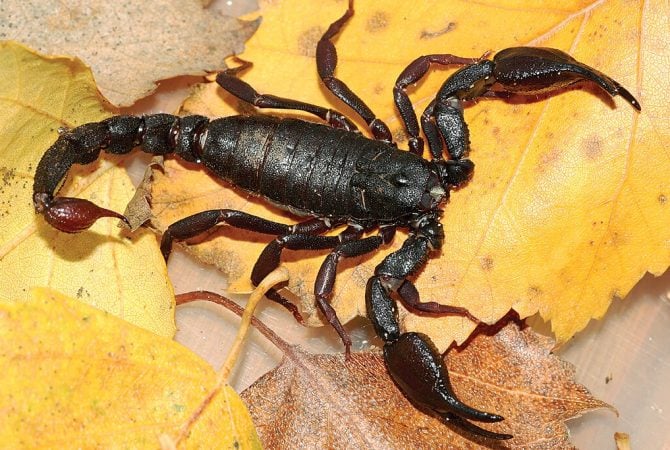 Toxina de escorpião da Amazônia pode ajudar a combater câncer de mama; entenda